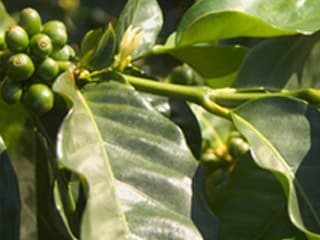 Fructele plantei de cafea