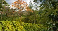 Plantele de cafea sunt cultivate în regiunile tropicale şi sub-tropicale ale lumii.