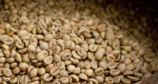 Seminţele fructului de cafea roşie sunt extrase şi uscate