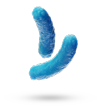 Bacterii 1,3 microni